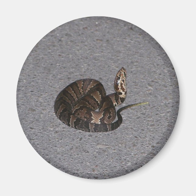 Aimant Serpent de coton juvénile (Devant)