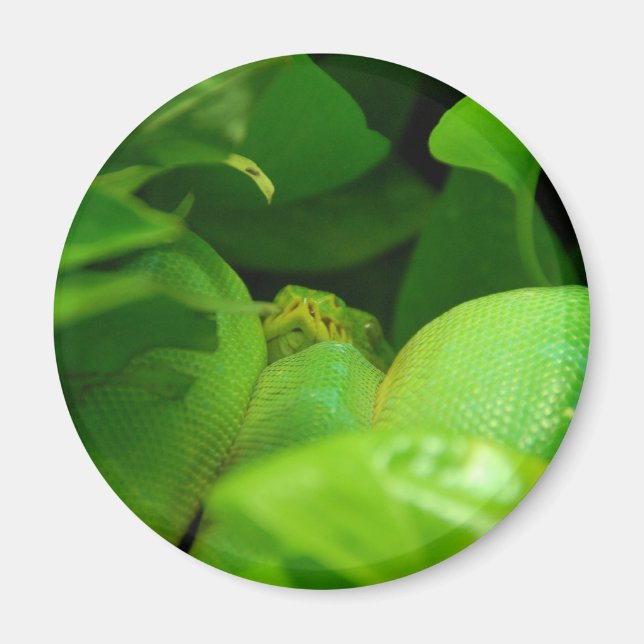 Aimant serpent python (Devant)