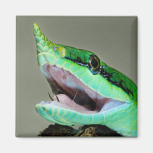 Aimant Serpent rhinocéros