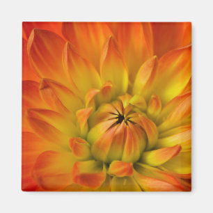 Aimant Serré en photos de la fleur de Dalhia avec