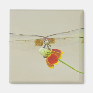 Aimant Setwing damier (Dythemis fugax) sur Mexicain