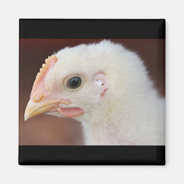 Aimant seule poussin (Devant)