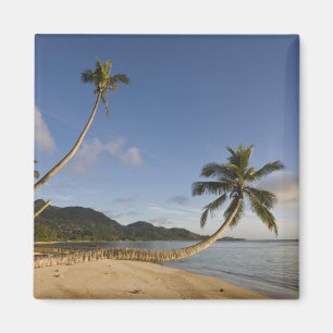 Aimant Seychelles, île Mahe, palmier horizontal,