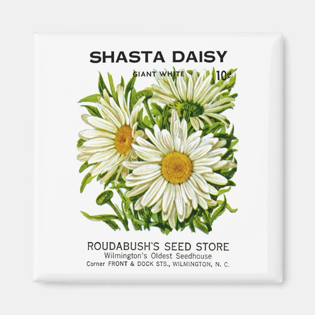 Aimant Shasta Daisy Vintage semis (Devant)