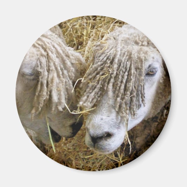 AIMANT SHEEP (Devant)