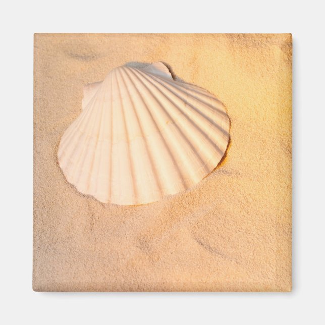 Aimant Shell Laying (Devant)