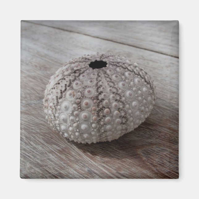 Aimant Shell On Top Of A Wooden Table (Devant)