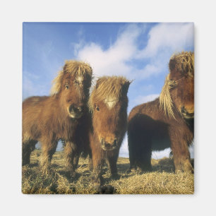 Aimant Shetland Pony, îles Shetland continentales