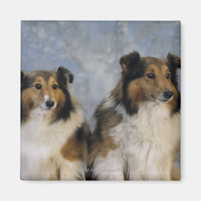 Aimant Shetland Sheepdogs (Devant)
