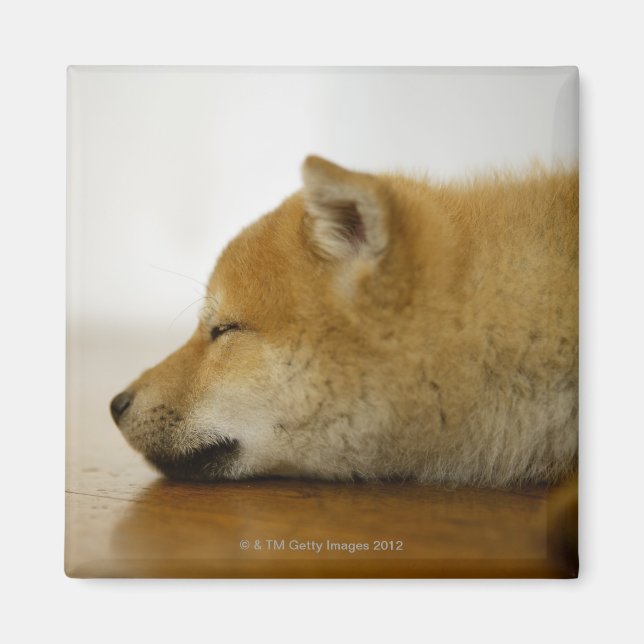 Aimant Shiba-ken 3 dormant (Devant)