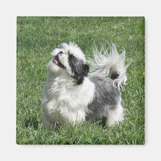Aimant shih tzu (Devant)