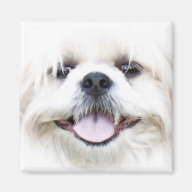 Aimant shih tzu (Devant)