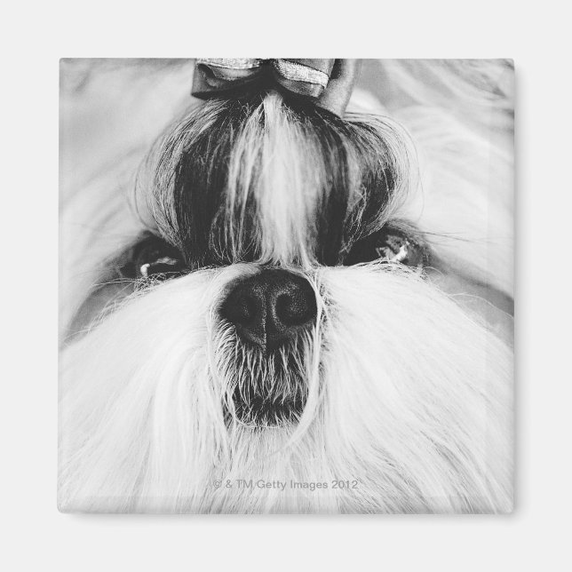 Aimant Shih Tzu (Devant)