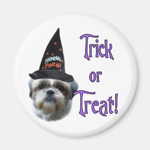 Aimant Shih Tzu Trick