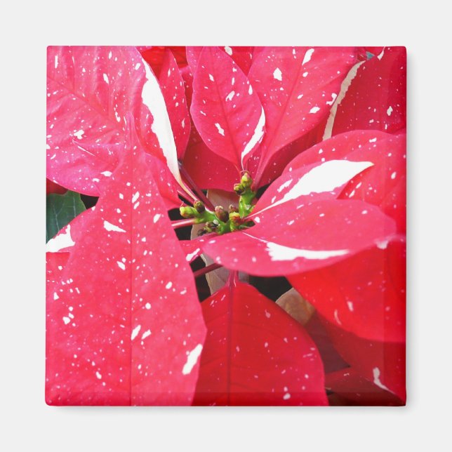Aimant Shimmer Star Surprise Poinsettia vacances Florale (Devant)