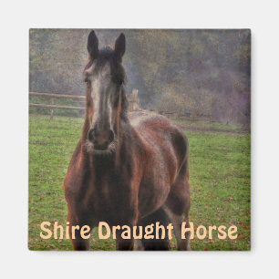 Aimant Shire Draft Horse, Hampshire, Angleterre