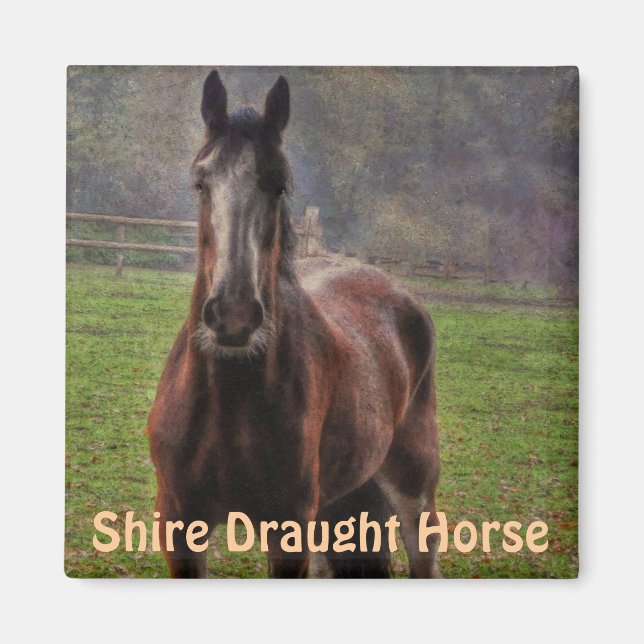 Aimant Shire Draft Horse, Hampshire, Angleterre (Devant)