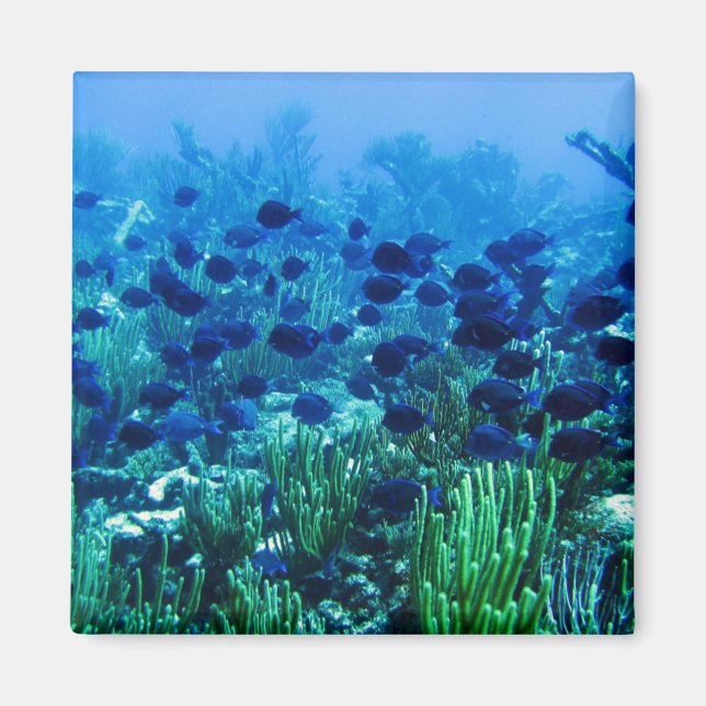 Aimant Shoal of Blue Discus Fish (Devant)