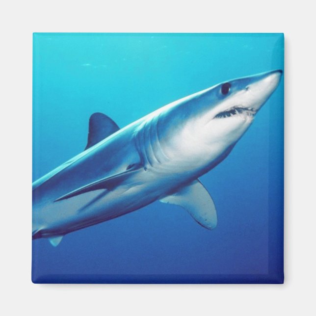 Aimant Shortfin Mako Shark (Devant)