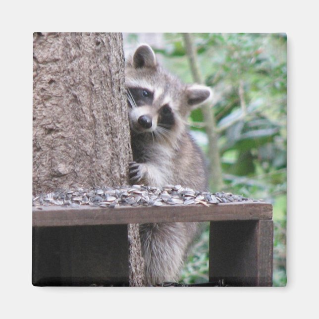 Aimant Shy Raccoon (Devant)