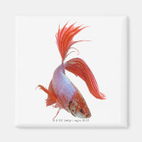 Siamais combattant le poisson (Betta splendens)