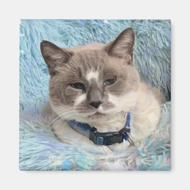 Aimant Siamese Snowshoe Cat Blue Eyes Maureen Girard (Devant)