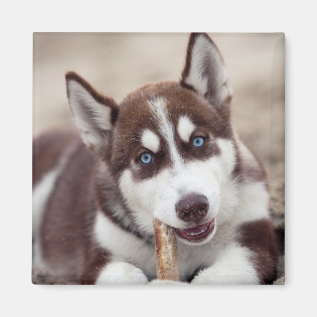 Aimant Siberian Husky Puppy at the Beach (Devant)