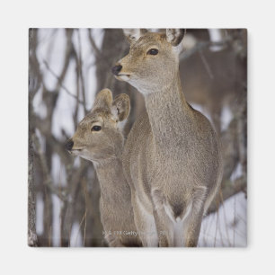 Aimant Sika Deer Doe and Young, Hokkaido, Japon