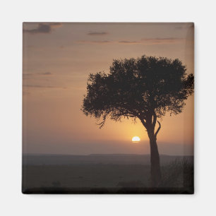 Aimant Silhouette d'arbre dans la plaine, Masai Mara 2