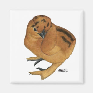 Aimant Silkie Red Chick
