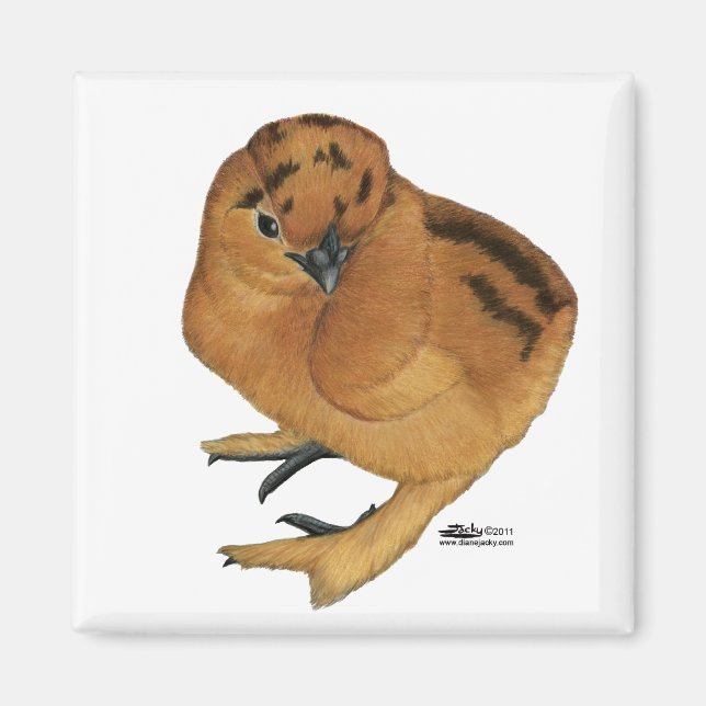 Aimant Silkie Red Chick (Devant)