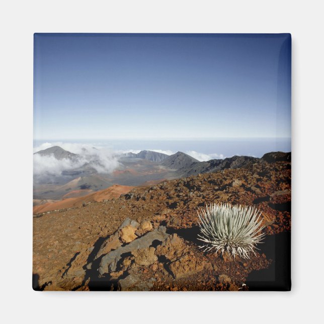 Aimant Silversword sur le bord du cratère Haleakala de pr (Devant)