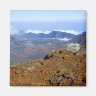 Aimant Silversword sur le bord du cratère Haleakala depui