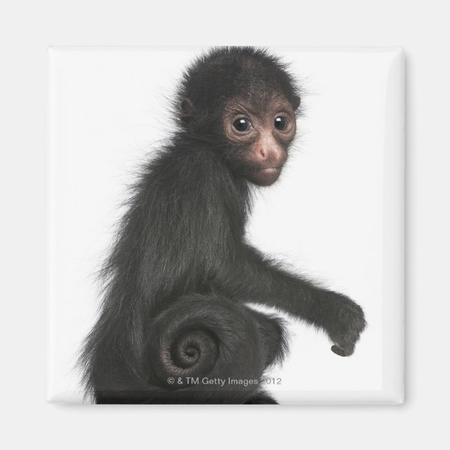 Aimant Singe à tête rouge - Ateles paniscus (3 (Devant)