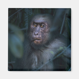 Aimant Singe dans la jungle