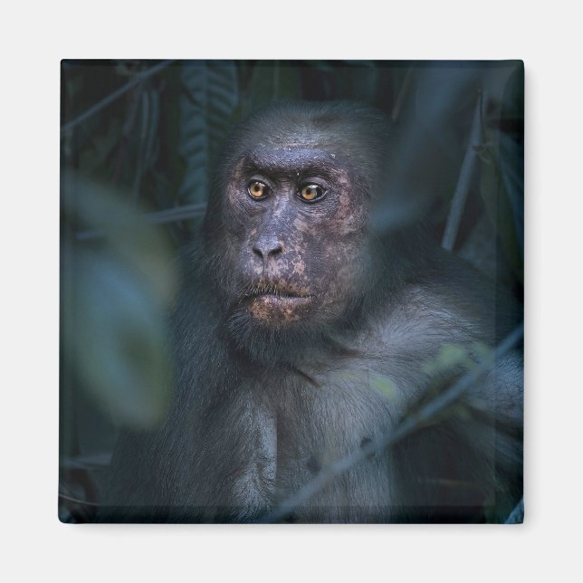 Aimant Singe dans la jungle (Devant)
