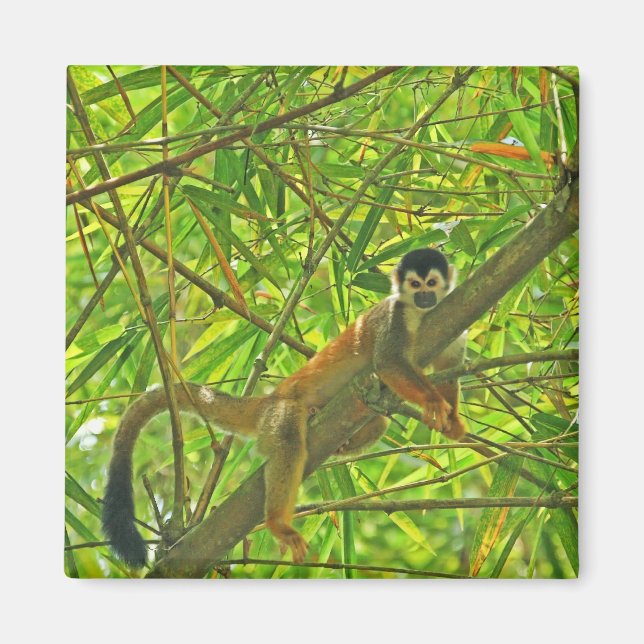 Aimant Singe dans la jungle de Bambou (Devant)