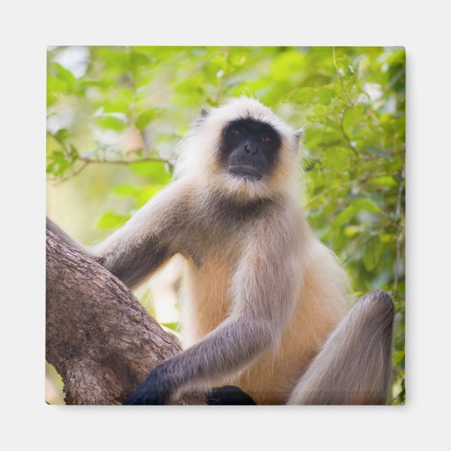 Aimant Singe dans la jungle du parc national de Ranthambo (Devant)