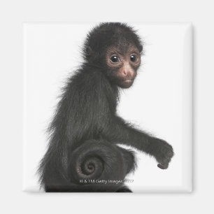 Aimant Singe d'araignée rougeaud - paniscus d'Ateles (3