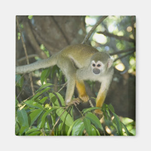 Aimant Singe écureuil commun, (Saimiri sciureus), Rio