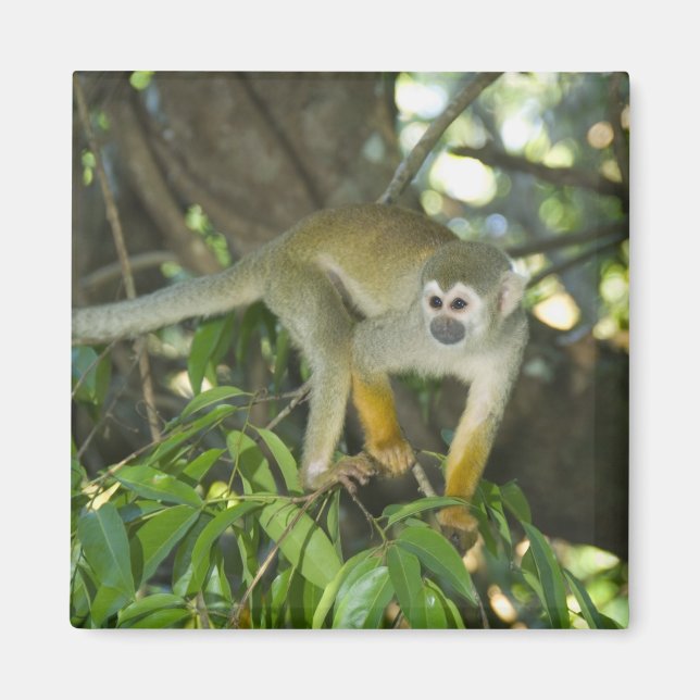 Aimant Singe écureuil commun, (Saimiri sciureus), Rio (Devant)
