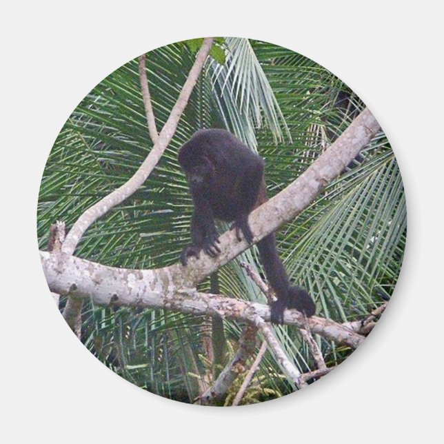 Aimant Singe Howler et Singe Baby dans la jungle du Costa (Devant)