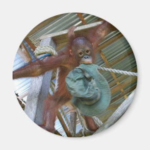 Aimant Singe pour le vert