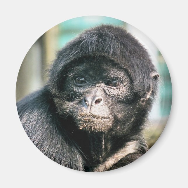 AIMANT SINGES (Devant)