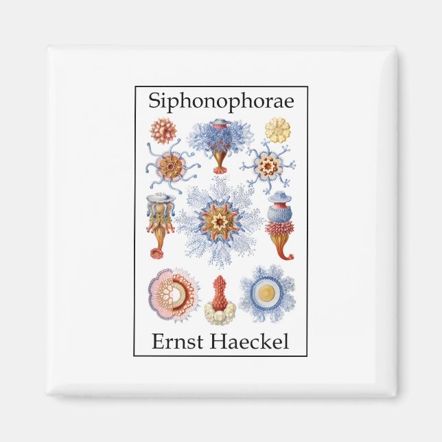 Aimant Siphonophorae par Ernst Haeckel (Devant)