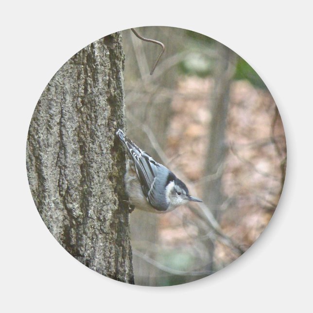 Aimant Slate Gray Nuthatch Songbird Coordinated Items (Devant)