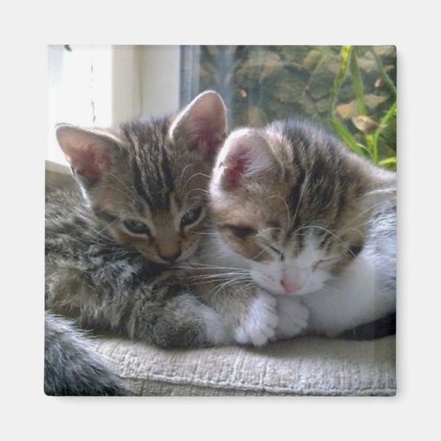 Aimant Sleepy Kittens (Devant)