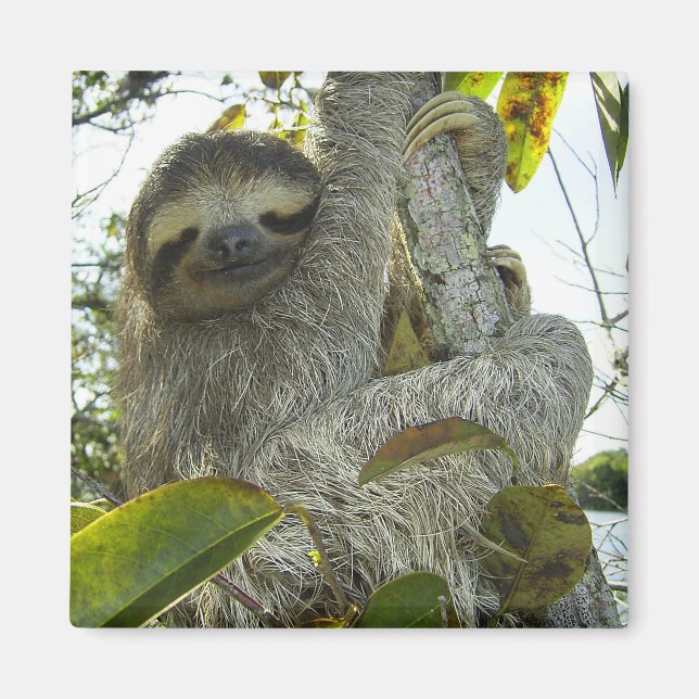 Aimant Sloth (Devant)