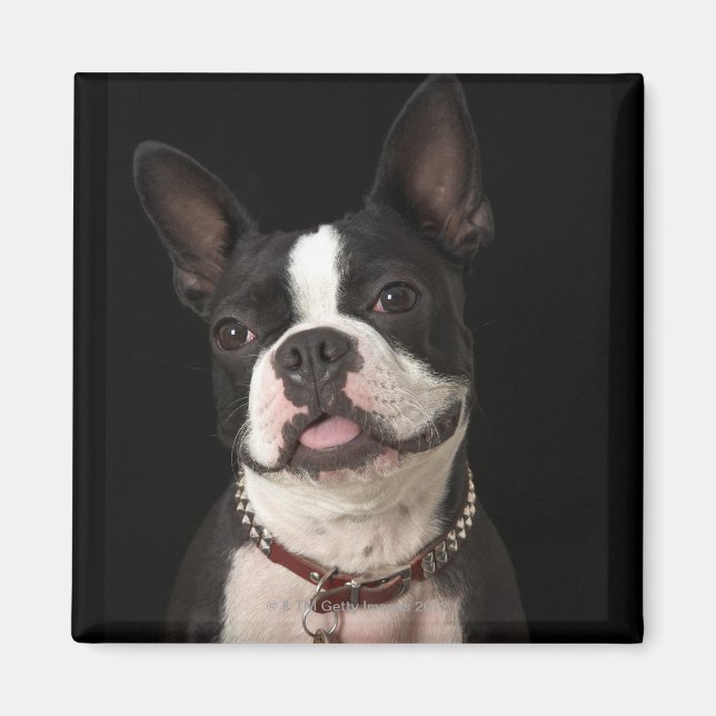 Aimant Smiling Boston terrier with collar (Devant)