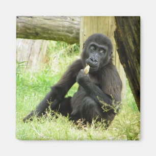 Aimant Snacking Baby Gorilla